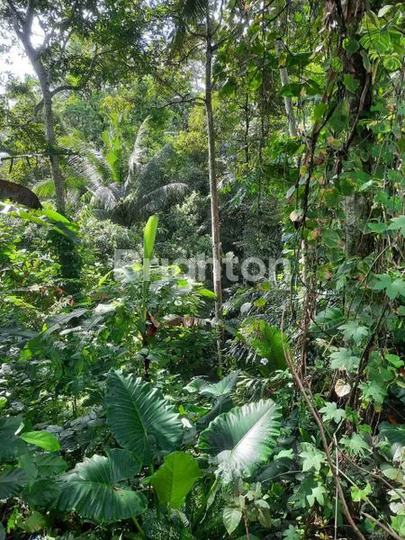 image TANAH KAV 21 ARE/ 450JT PER ARE DS SAYAN UBUD (2)