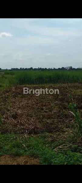 image TANAH LUAS HARGA MURAH, COCOK UNTUK SEGALA USAHA  (3)