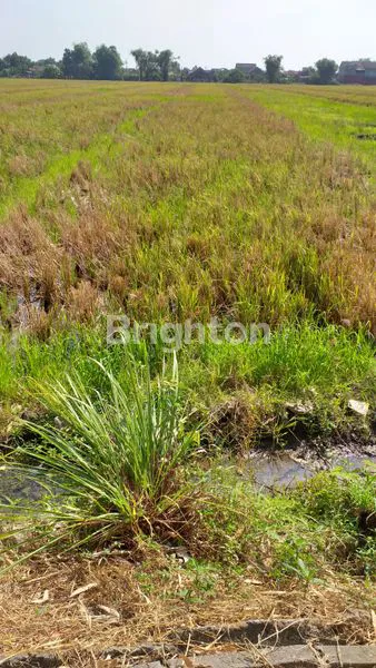 image TANAH SAWAH BELAKANG GUDANG SUNCITY SIAP BANGUN (1)