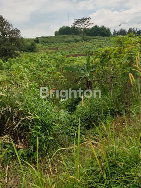 image TANAH LUAS DI SENTUL BOGOR (6)