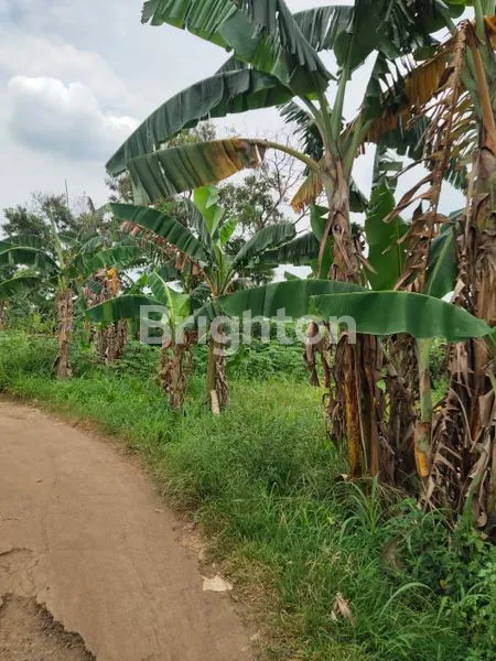 image TANAH LUAS DI SENTUL BOGOR (7)