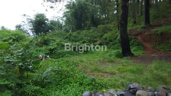 image TANAH MALINO (4)