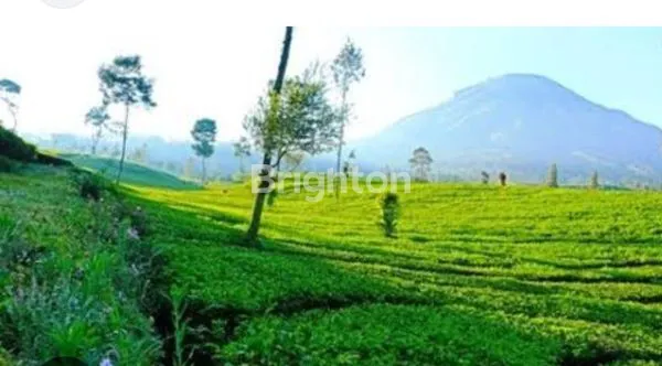 image TANAH MURAH BU SEKALI (1)