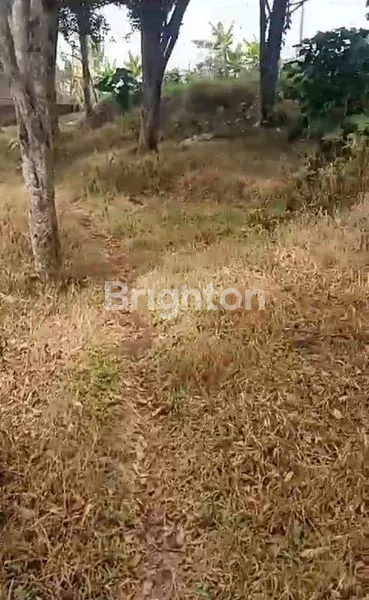 image TANAH KEBUN DI CISARUA BANDUNG BARAT (2)