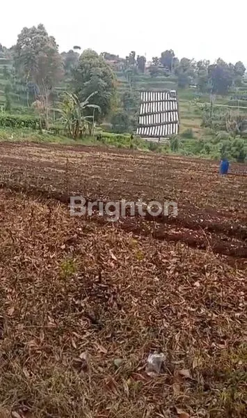 image TANAH KEBUN DI CISARUA BANDUNG BARAT (2)