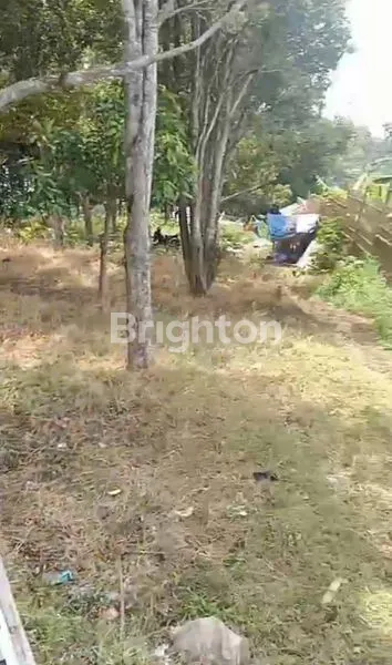 image TANAH KEBUN DI CISARUA BANDUNG BARAT (4)