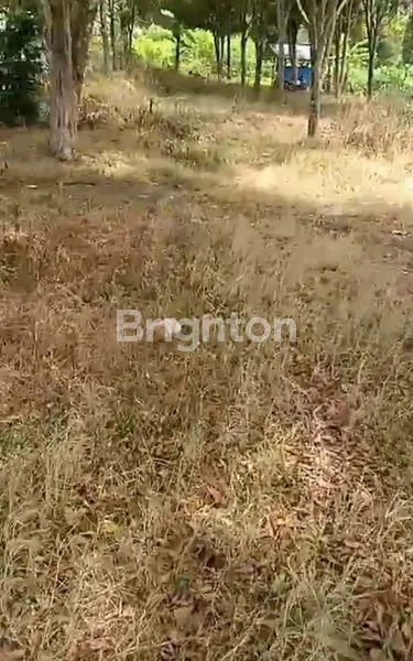 image TANAH KEBUN DI CISARUA BANDUNG BARAT (5)