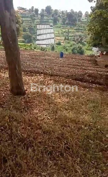 image TANAH KEBUN DI CISARUA BANDUNG BARAT (6)