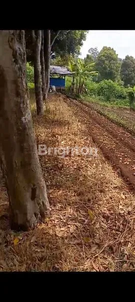 image TANAH KEBUN DI CISARUA BANDUNG BARAT (2)