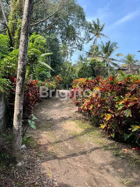 image TANAH TABANAN 150M DARI JALAN UTAMA DENPASAR GILIMANUK 12 MENIT DARI PANTAI KELECUNG (6)
