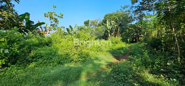 image TANAH PERKARANGAN DI DSN. NGALIYAN - UNGARAN TIMUR (3)