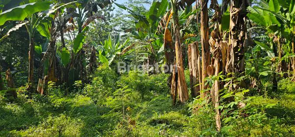 image TANAH PERKARANGAN DI DSN. NGALIYAN - UNGARAN TIMUR (5)