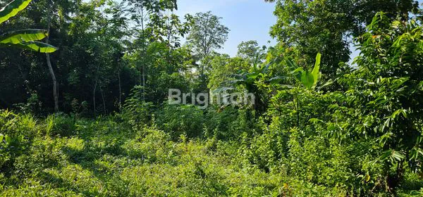 image TANAH PERKARANGAN DI DSN. NGALIYAN - UNGARAN TIMUR (8)