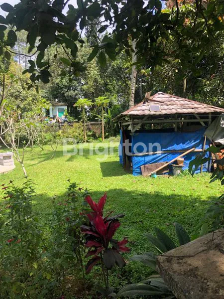 image LAHAN PEKARANGAN POHON BUAH DI CISARUA (5)