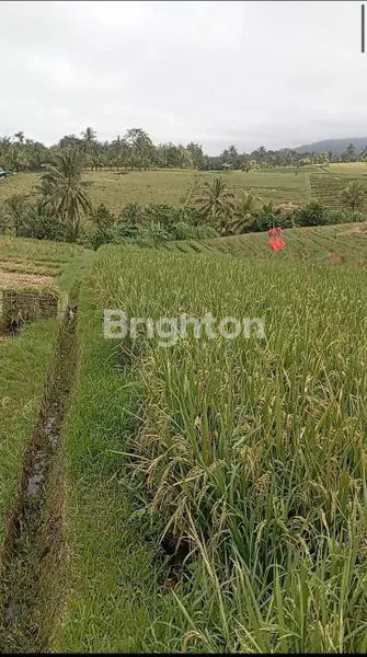 TANAH MURAH SELUAS 18,5 ARE DI DESA SOKA TABANAN BALI