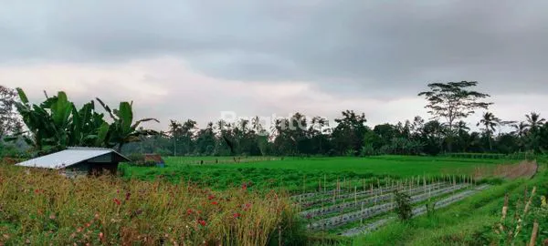 TANAH DENGAN VIEW SAWAH DAN GUNUNG BATUKARU