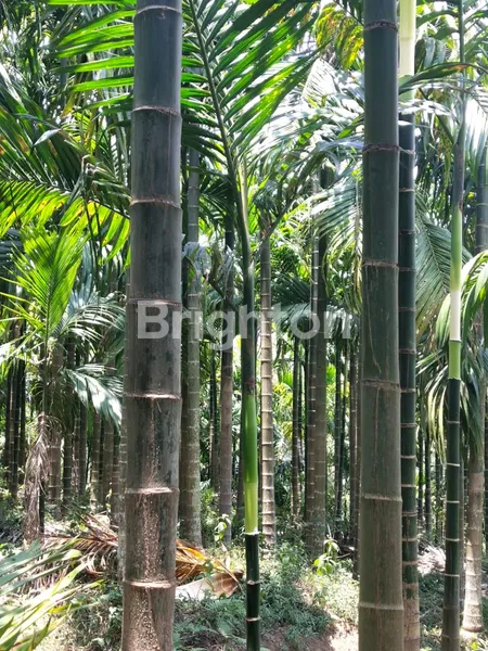 image TANAH DI WONOSARI MALANG  (1)