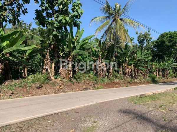 image JUAL TANAH SHM DI CIBINONG HILIR, CIANJUR (4)