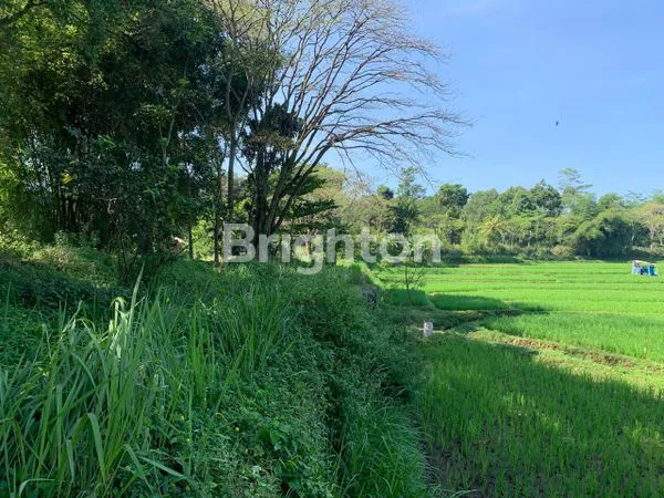 image JUAL TANAH SHM CIBINONG HILIR, CIANJUR (1)