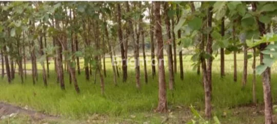 image TURUN HARGA, TANAH SIAP DIBANGUN PERUMAHAN ATAU UNTUK USAHA, LOKASI TENGAH KOTA NGAWI - JAWA TIMUR (3)