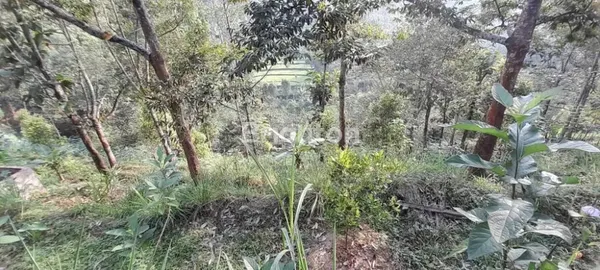 image TANAH KEBUN DI BARENG SAWAHAN NGANJUK (2)