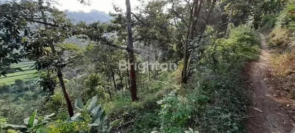 image TANAH KEBUN DI BARENG SAWAHAN NGANJUK (4)