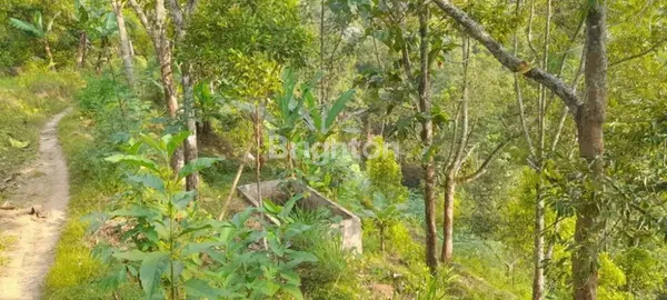 image TANAH KEBUN DI BARENG SAWAHAN NGANJUK (5)