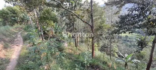 image TANAH KEBUN DI BARENG SAWAHAN NGANJUK (6)