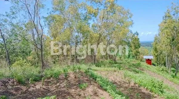 image TANAH LUAS DEKAT BANDARA YIA (2)