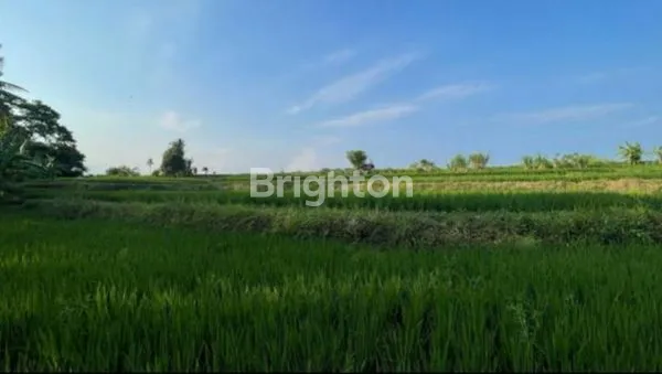 image TANAH MURAH DEKAT BYPASS IDA BAGUS MANTRAAKSES JALAN KE LOKASI SUDAH BETON, PERUNTUKAN PERUMAHAN, LOKASI BLAHBATUH GIANYAR (8)