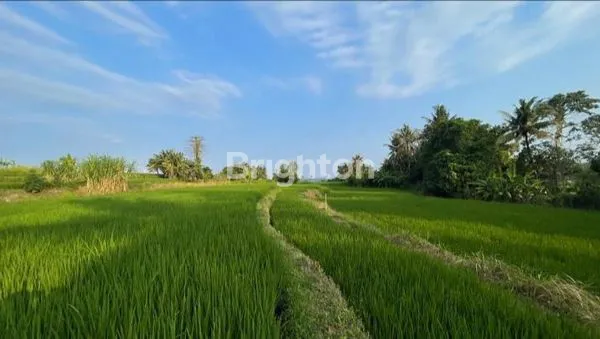 image TANAH MURAH DEKAT BYPASS IDA BAGUS MANTRAAKSES JALAN KE LOKASI SUDAH BETON, PERUNTUKAN PERUMAHAN, LOKASI BLAHBATUH GIANYAR (7)