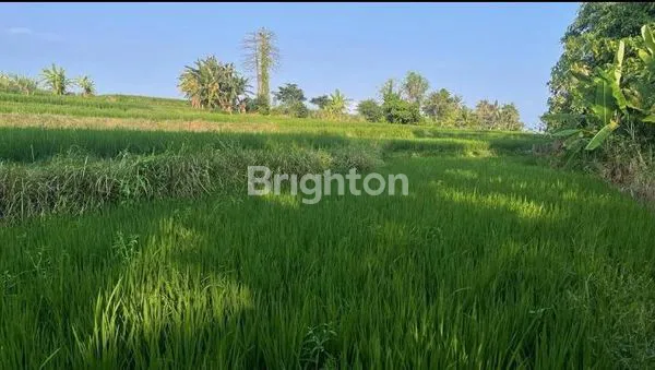 image TANAH MURAH DEKAT BYPASS IDA BAGUS MANTRAAKSES JALAN KE LOKASI SUDAH BETON, PERUNTUKAN PERUMAHAN, LOKASI BLAHBATUH GIANYAR (6)