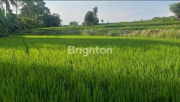 image TANAH MURAH DEKAT BYPASS IDA BAGUS MANTRAAKSES JALAN KE LOKASI SUDAH BETON, PERUNTUKAN PERUMAHAN, LOKASI BLAHBATUH GIANYAR (5)