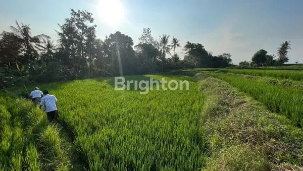 image TANAH MURAH DEKAT BYPASS IDA BAGUS MANTRAAKSES JALAN KE LOKASI SUDAH BETON, PERUNTUKAN PERUMAHAN, LOKASI BLAHBATUH GIANYAR (3)