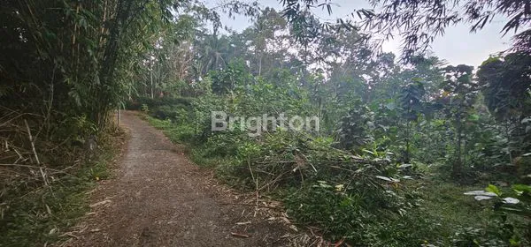 TANAH MURAH / STRATEGIS UNTUK INVESTASI DI GONDORIYO - BERGAS