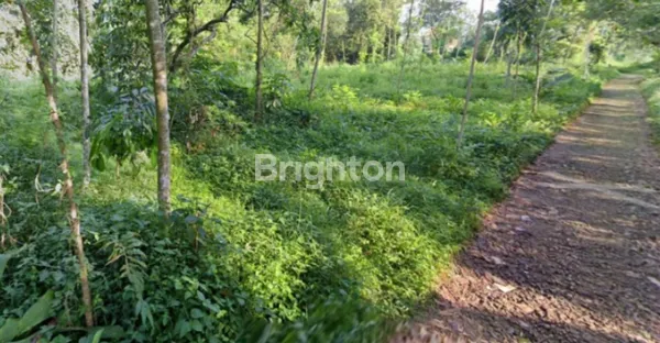 image TANAH DI DESA GALIS BANGKALAN (1)