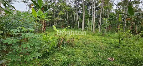 image TANAH STRATEGIS DEKAT KAWASAN INDUSTRI / PABRIK DI DS WRINGIN PUTIH, BERGAS (1)