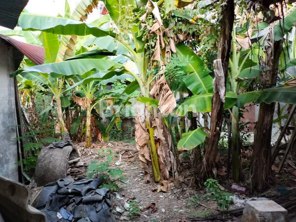 image RUMAH USAHA + GUDANG BONUS RUMAH WALET (3)