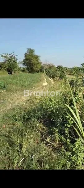 image TANAH LUAS, ZONA INDUSTRI, NOL JALAN RAYA, LAMONGAN (2)