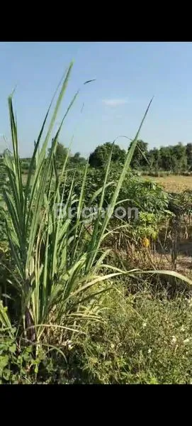 image TANAH LUAS, ZONA INDUSTRI, NOL JALAN RAYA, LAMONGAN (4)