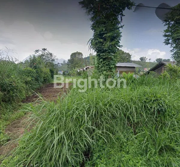 TANAH PERKEBUNAN PUJON