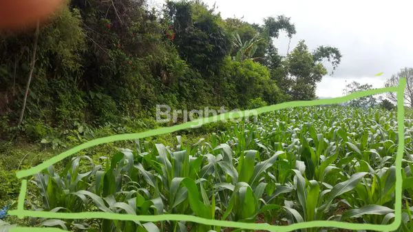 image TANAH 5 ARE PINGGIR JALAN BEDUGUL (1)