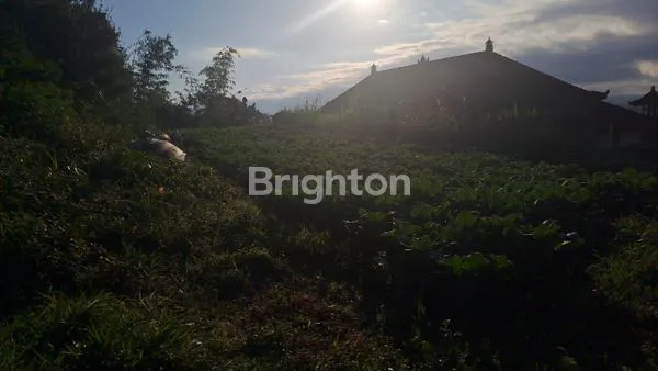 image TANAH 5 ARE PINGGIR JALAN BEDUGUL (3)