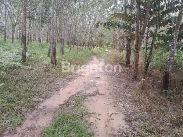 image TANAH 13 HEKTARE SHM (1)