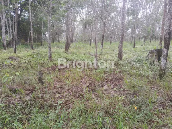 image TANAH 13 HEKTARE SHM (2)