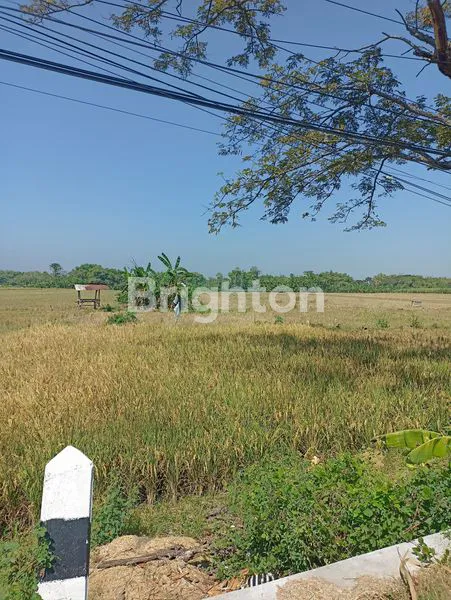 image  TANAH SAWAH (1)