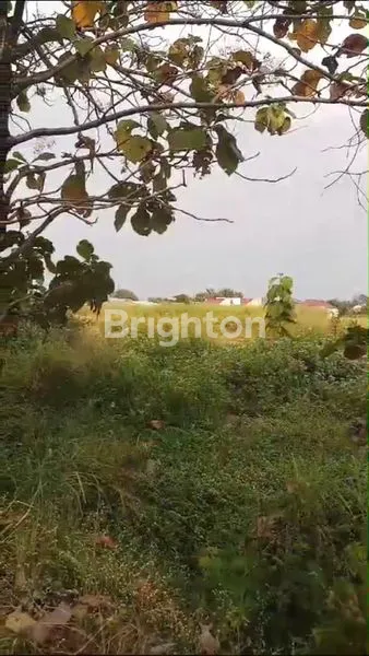 TANAH KERING SIAP BANGUN DI DEKAT BANDARA SOLO