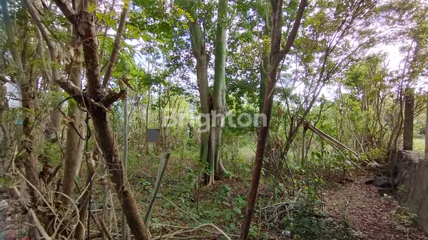 image SEWA MIN 10 TAHUN HADAP UTARA 8 ARE JL JEPUN JIMBARAN (5)