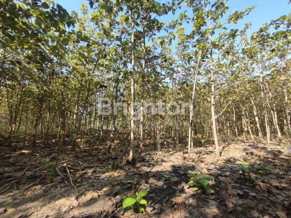 DIJUAL CEPAT TANAH JL MUSI KARANGASRI NGAWI JAWA TIMUR