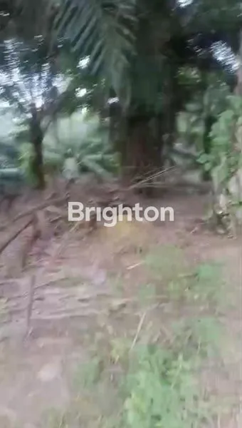 image KEBUN KELAPA SAWIT BERSIH TANAHNYA DATAR COCOK UNTUK INVEST DI SEPAKU IKN (1)